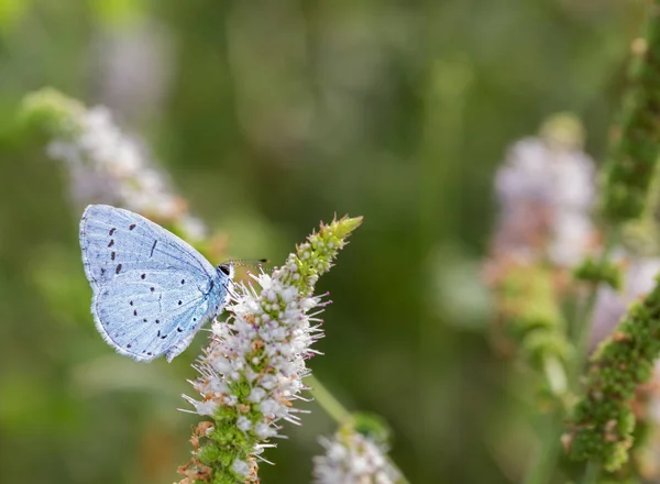 Malý motýl v jejich přirozeném prostředí — Stock fotografie