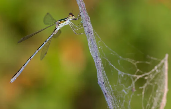 Damselfly mosca inseto — Fotografia de Stock