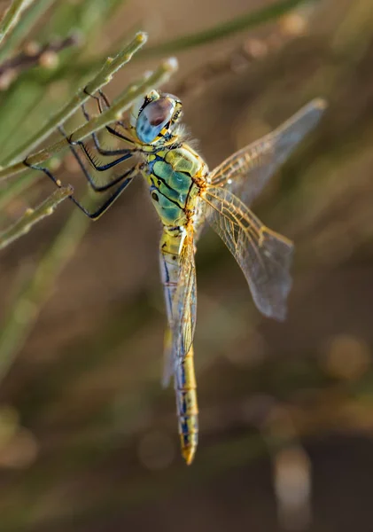 Libellula fotografata nel loro ambiente naturale . — Foto Stock