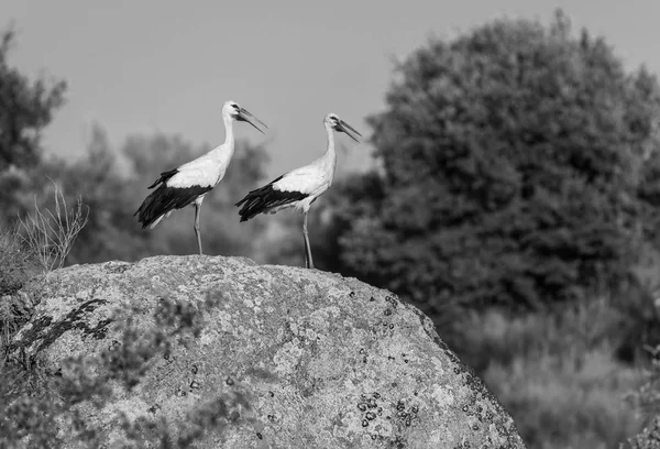 Cegonhas na rocha — Fotografia de Stock