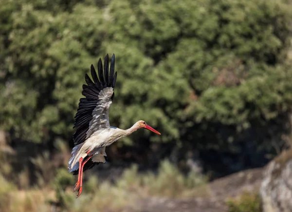 Stork in Barruecos — Stock Photo, Image