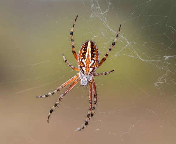 蜘蛛网中的蜘蛛 — 图库照片