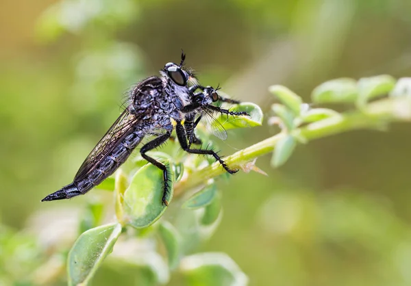 Diptera mosca verdadeira — Fotografia de Stock