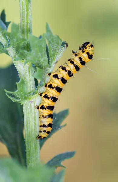 Tyria jacobaee caterpillar — стоковое фото