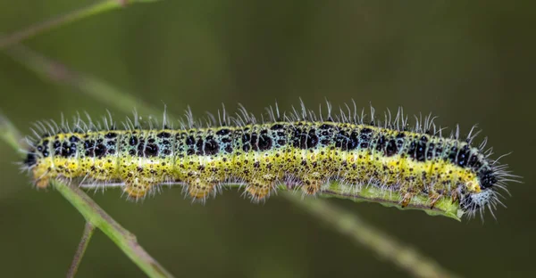 배 brassicae 애벌레 — 스톡 사진