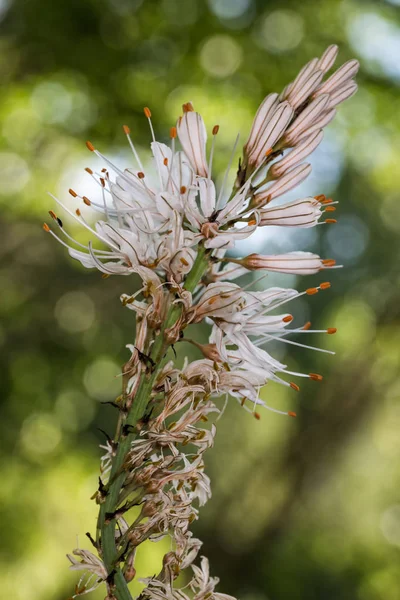 Asphodelus albus αγριολούλουδα — Φωτογραφία Αρχείου