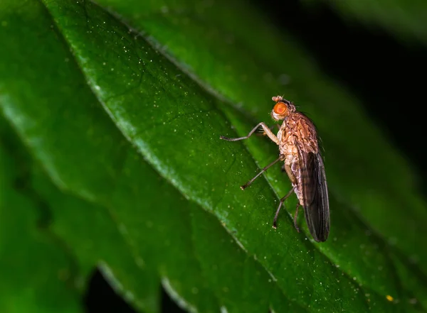 Scathophaga stercoraria Fliege — Stockfoto