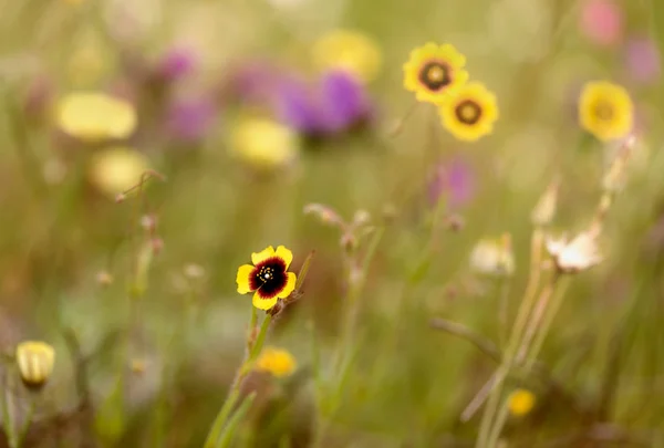 Las flores en primavera — 图库照片