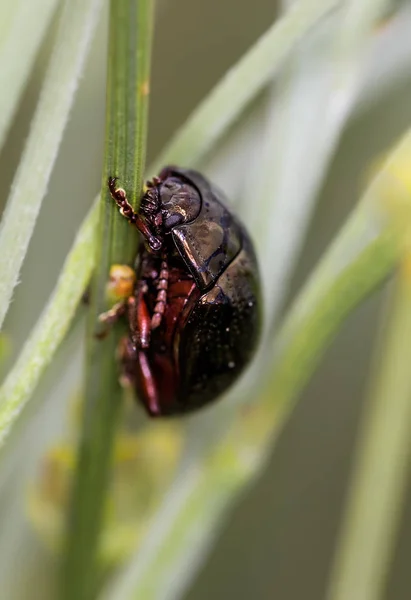 Escarabajo fotografiado en su entorno natural . — Foto de Stock