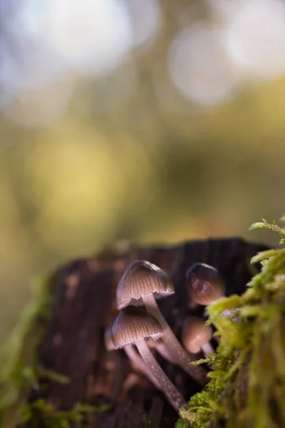 Mycena sp mushrooms — Stock Photo, Image