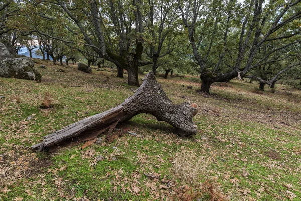 Bos in Cabezabellosa — Stockfoto