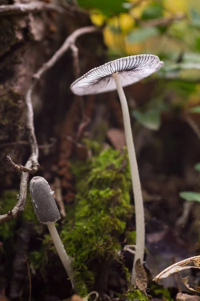 Parasola plicatilis grzyb — Zdjęcie stockowe