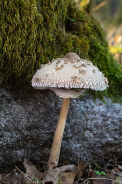 Macrolepiota Procera mantar 