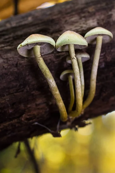 Setas en el bosque de castañas — Foto de Stock