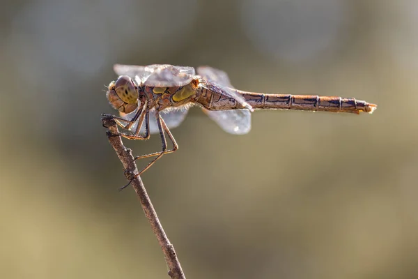 Libélula empoleirada em um galho — Fotografia de Stock