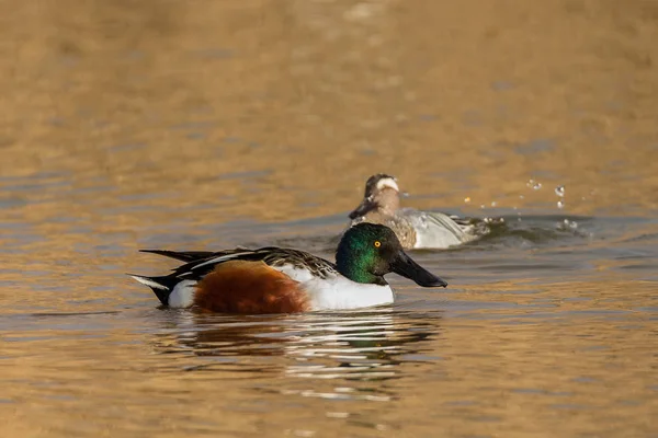 Patos em Daimiel — Fotografia de Stock