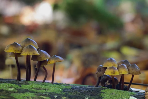 Mycena sp mushrooms — Stock Photo, Image