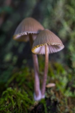 Mycena sp mantar