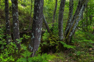 Garganta de Pedro Chate