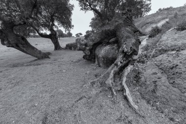 Manzara dehesa de Arroyo de Luz