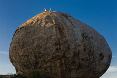 Leylek yuvası ile büyük kaya
