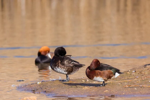 Patos em Daimiel — Fotografia de Stock