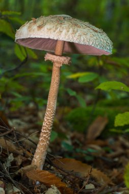 Macrolepiota procera  mushroom clipart