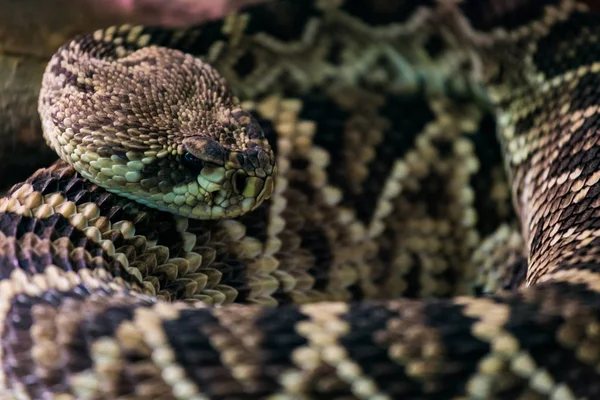 Eastern Diamondback Rattlesnakes — Stock Photo, Image