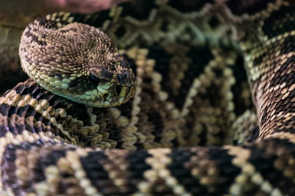 Doğu Diamondback çıngıraklı yılanlar