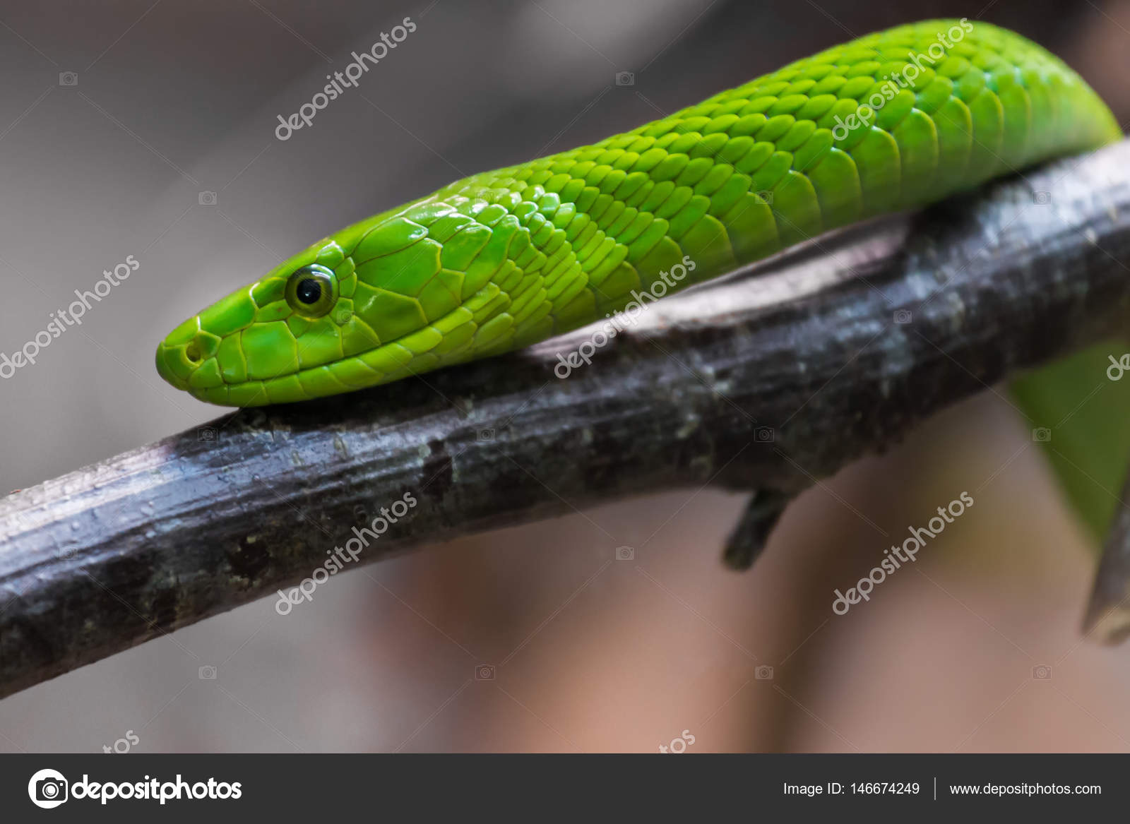 Kolomiyada ommaviy jinsiy aloqa