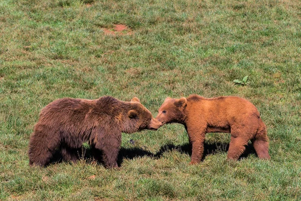 Brown bear  in Cabarceno — Stock Photo, Image