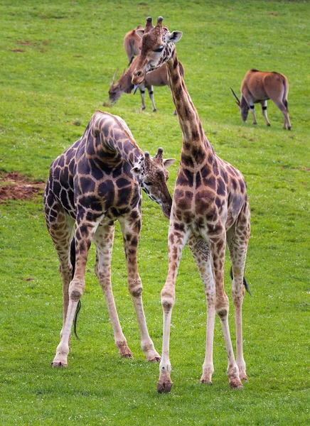 La girafe (Girafe) ) — Photo