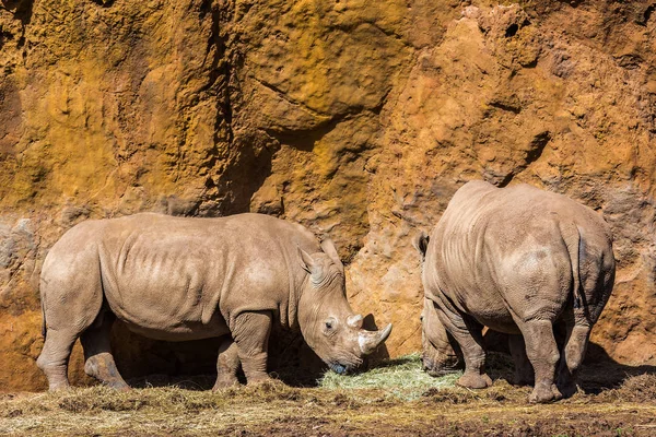 Rinoceronte é qualquer mamífero — Fotografia de Stock