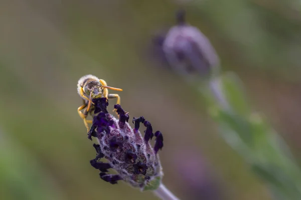 Nomada subcornuta arı — Stok fotoğraf