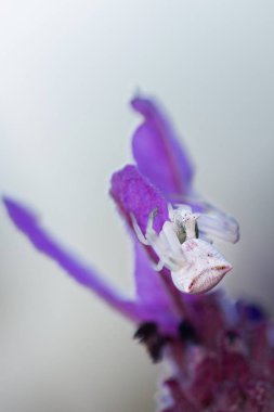 Beyaz yengeç örümceği