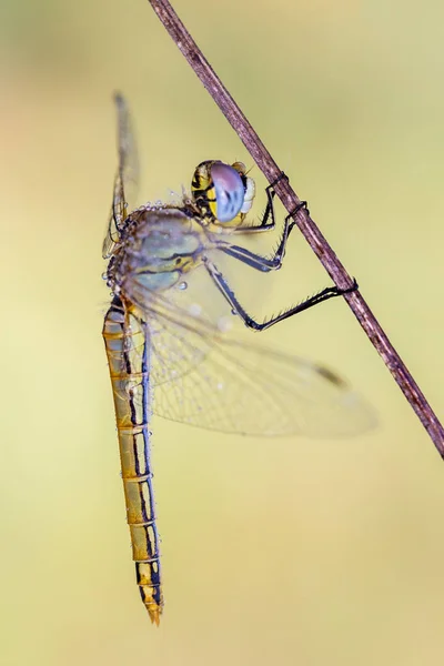 Gul Dragonfly i sin naturliga miljö — Stockfoto