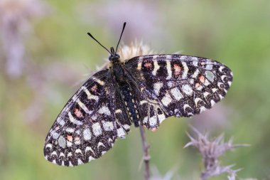 Zerynthia rumina kelebeği