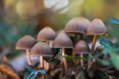 Mycena sp 191116-0081