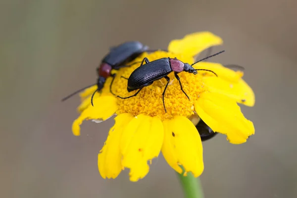 Lema melanopa Beetle — Stock Photo, Image