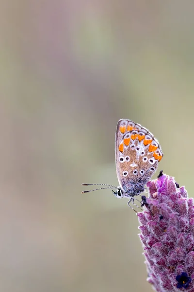 Polyommatus icarus 230417-0223 — Stock fotografie