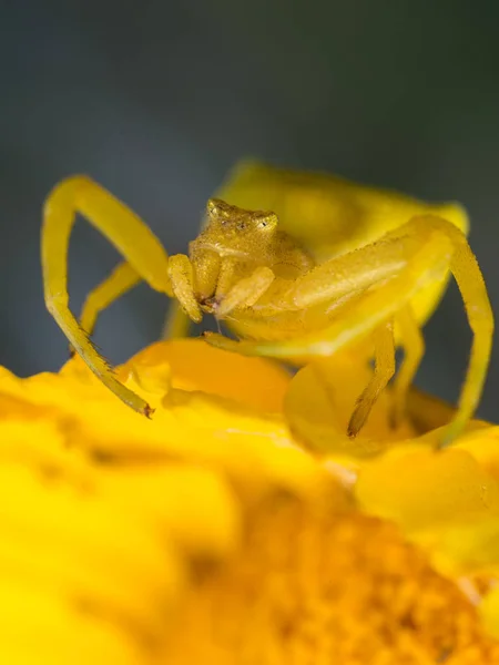 Žlutá krab pavoučí — Stock fotografie