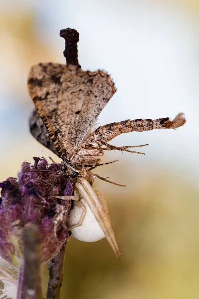 Spider caza una polilla — Foto de Stock