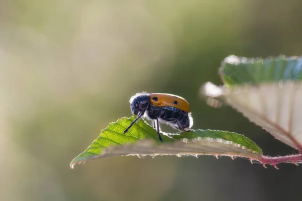 Lachnaia sexpunctata scarabée — Photo