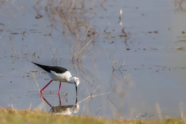 Black-winged stilt — Stock Photo, Image