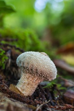 Lycoperdon perlatum mantar
