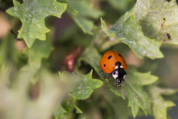 Ladybug red beetle — Stock Photo, Image