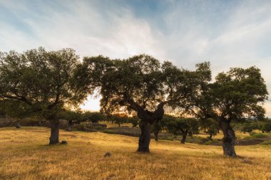 Atardecer on la dehesa