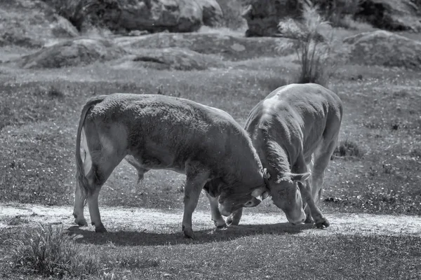 Dos toros peleando — Foto de Stock