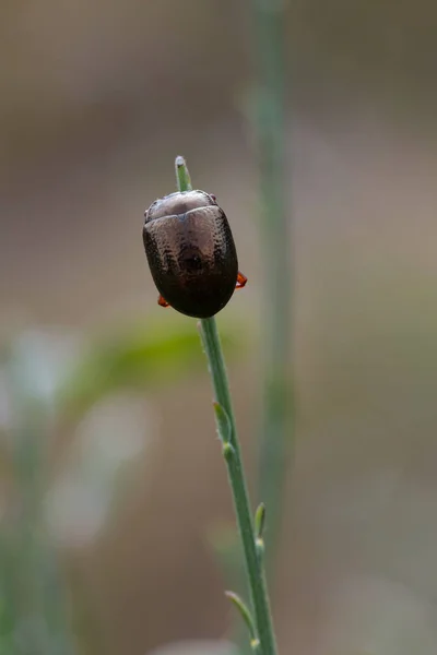 Käfer in ihrer natürlichen Umgebung — Stockfoto