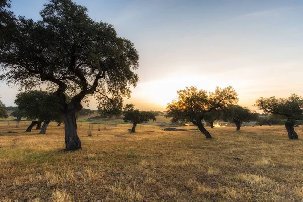 Arroyo de la Luz — Foto de Stock